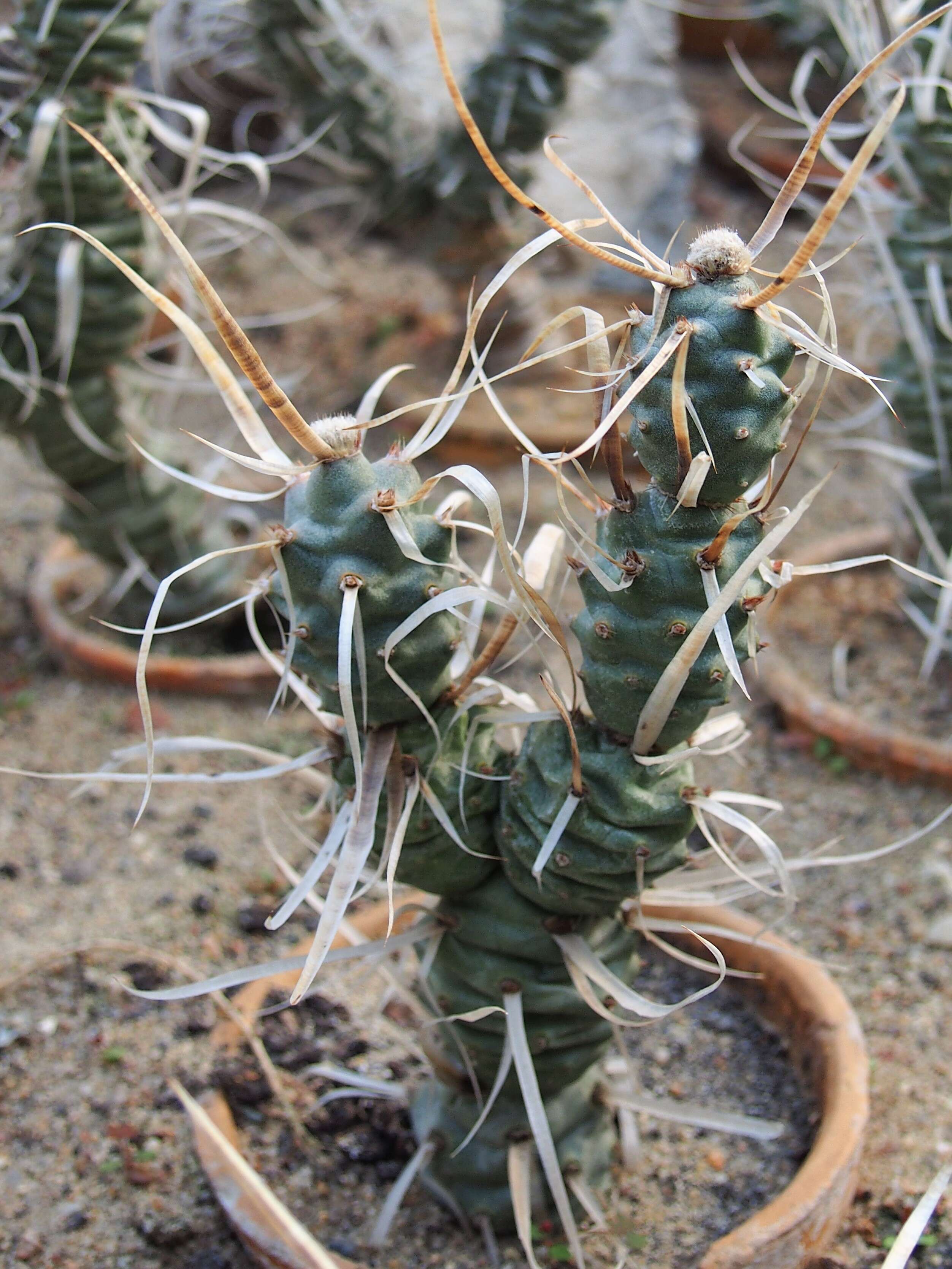 Image of Tephrocactus articulatus