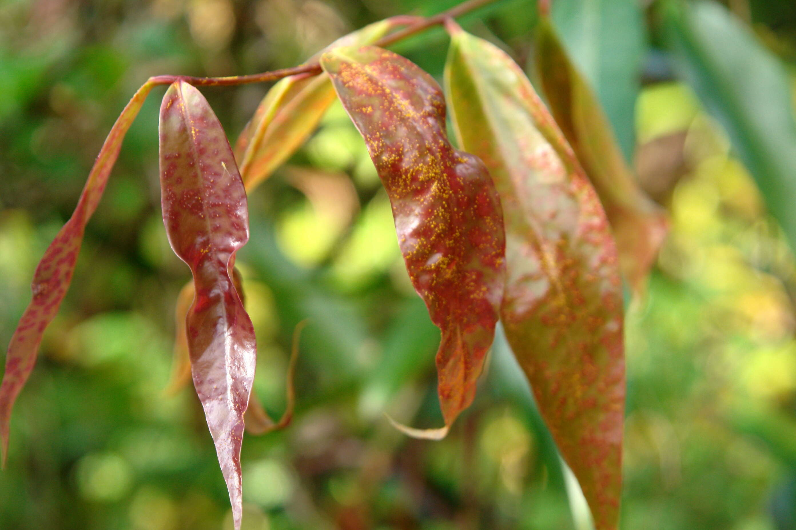 Image of Myrtle rust