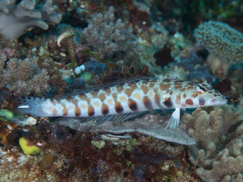 Image of Parapercis millepunctata