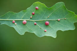 Image of Red-pea gall