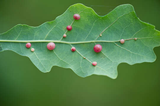 Image of Red-pea gall