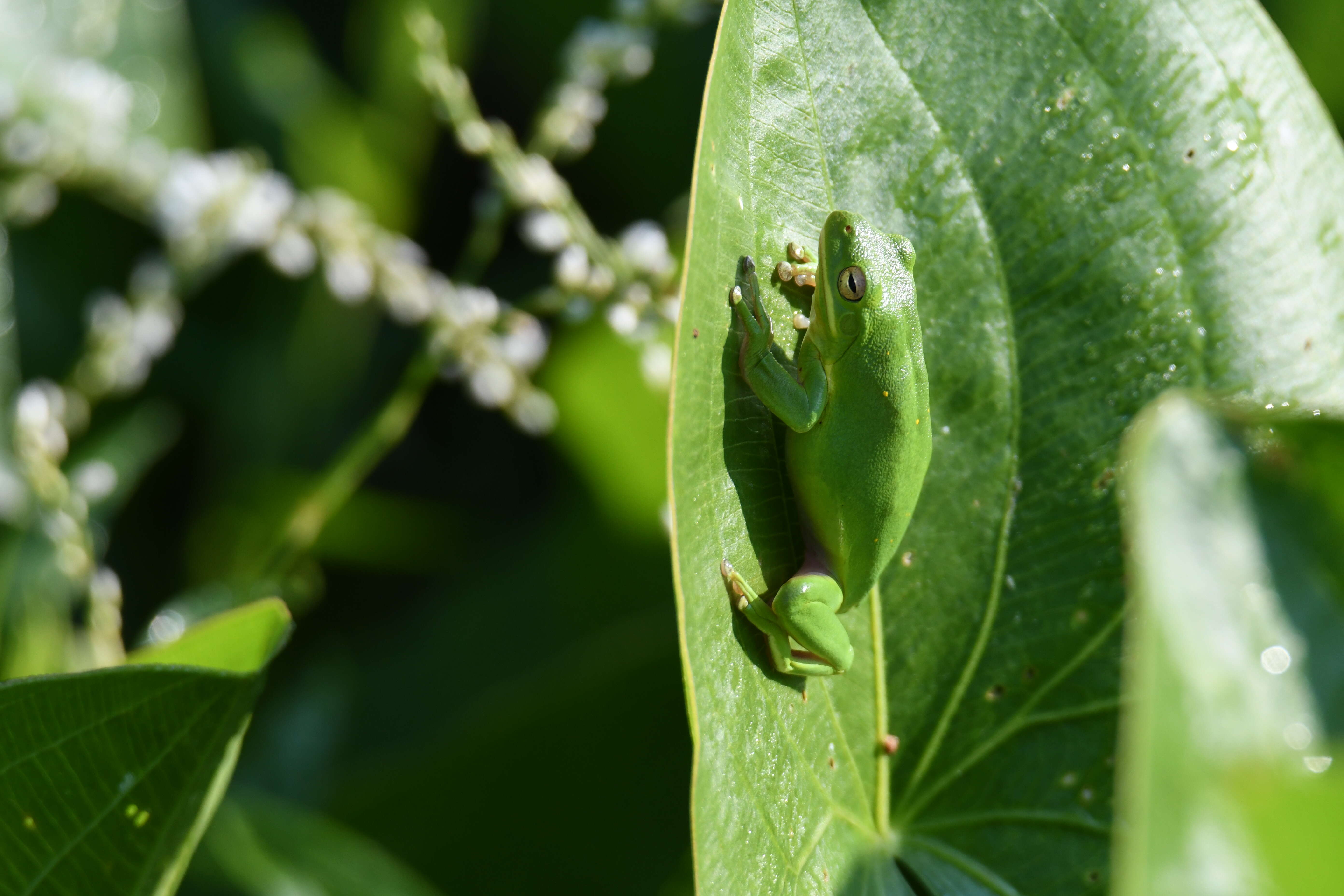 Image of American Green Treefrog