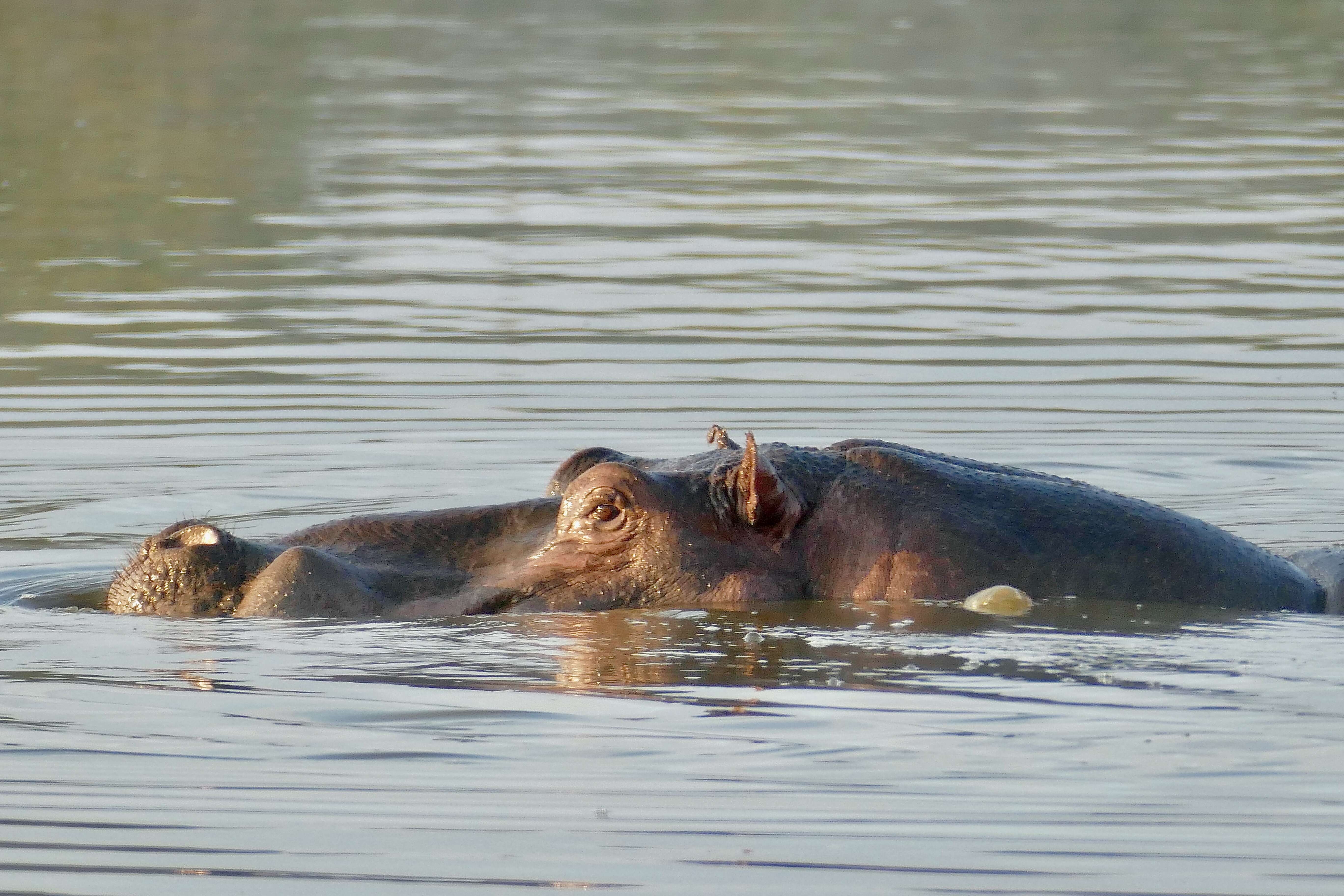 Hippopotamus Linnaeus 1758 resmi