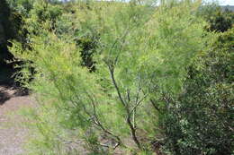 Image of African tamarisk