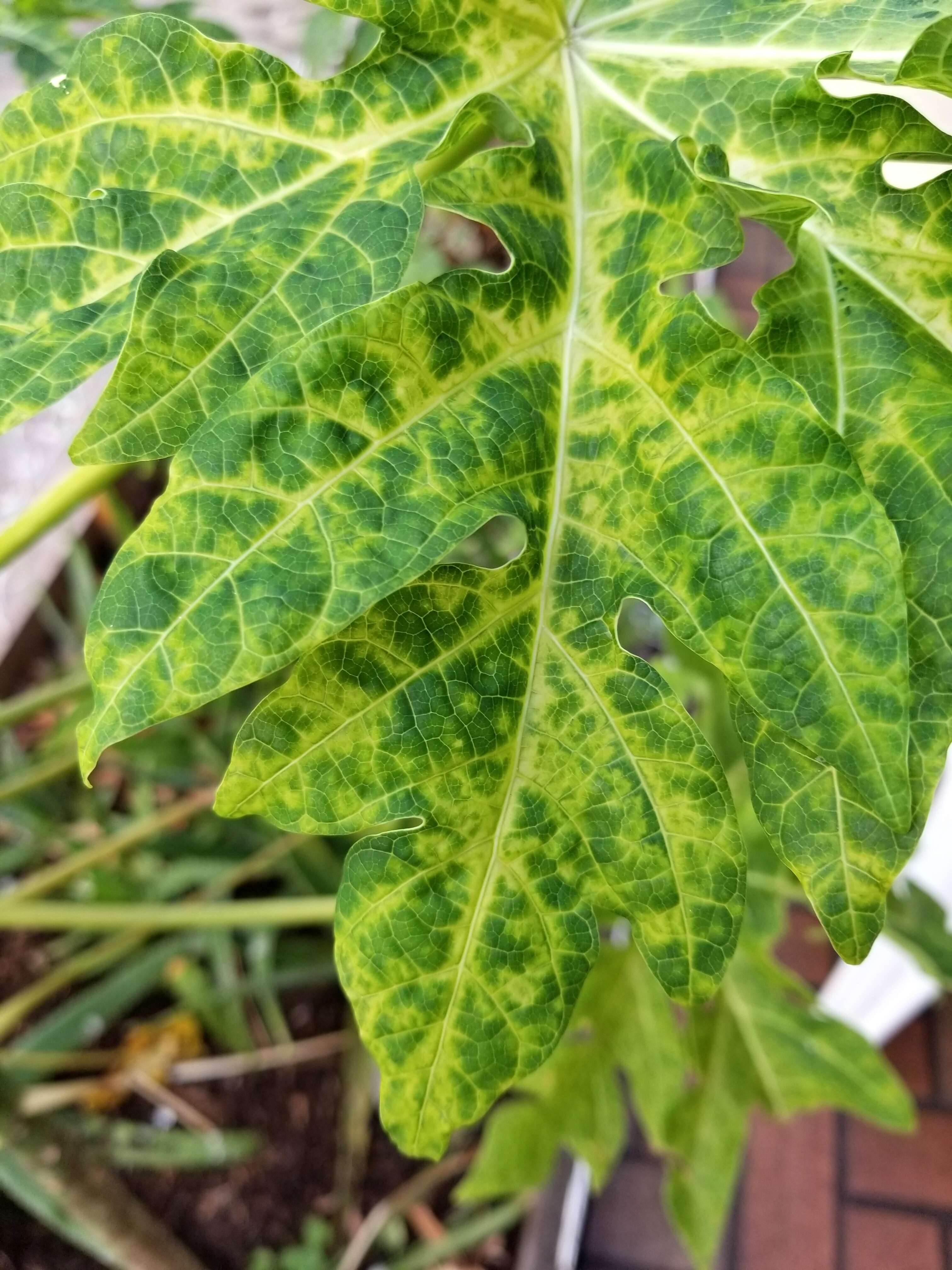 Papaya ringspot virus resmi