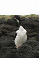 Image of Auckland Shag