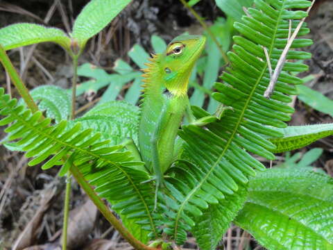 Image of Common green forest lizard