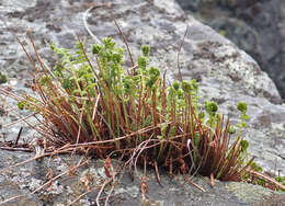 Image of Rocky Mountain woodsia