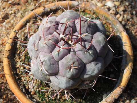 Image of Thelocactus tulensis (Polseg.) Britton & Rose