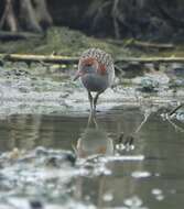 Image of Slaty-breasted Banded Rail