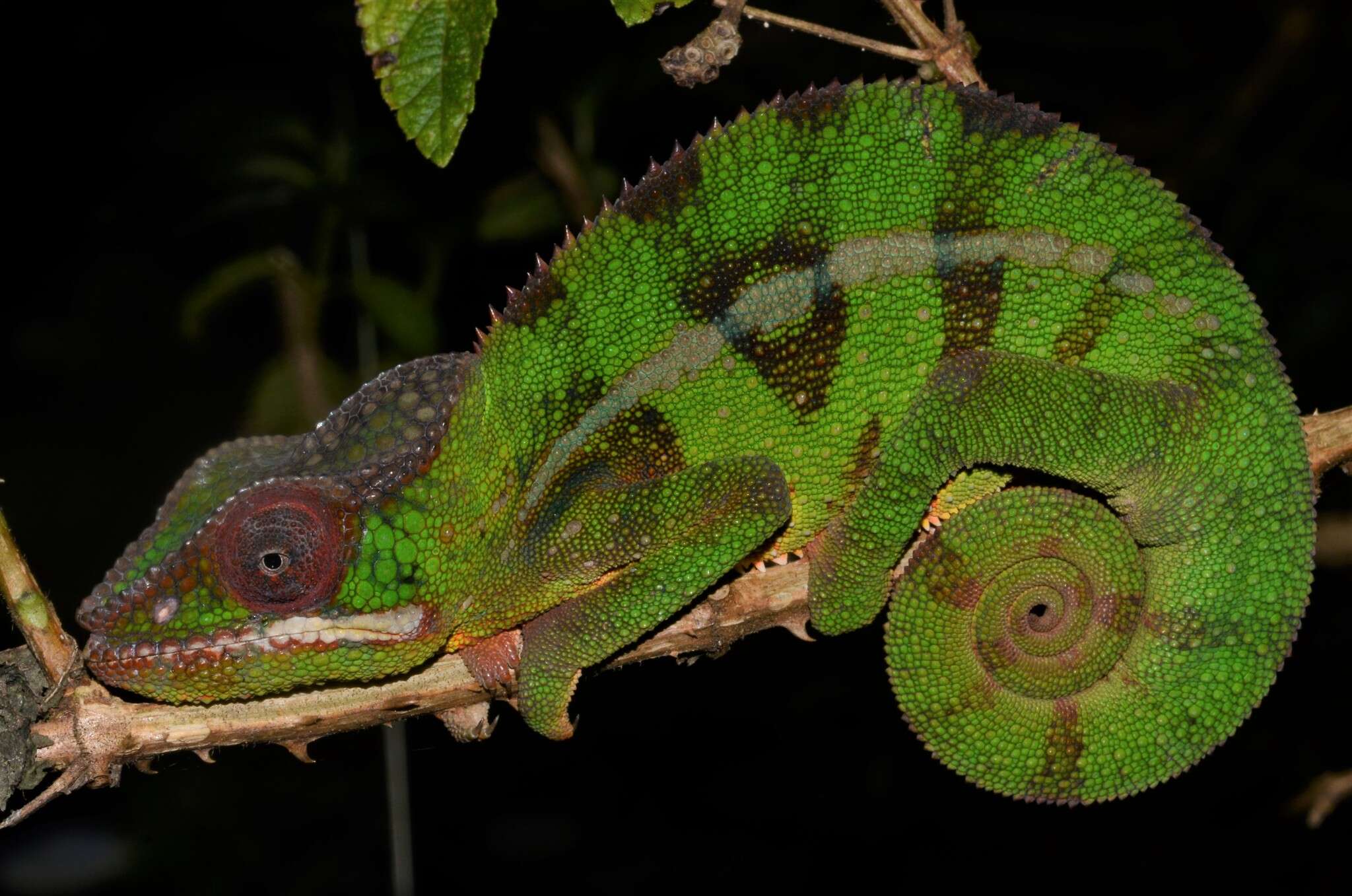 Image of Panther Chameleon