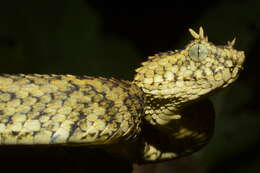 Image of Usambara Eyelash Viper