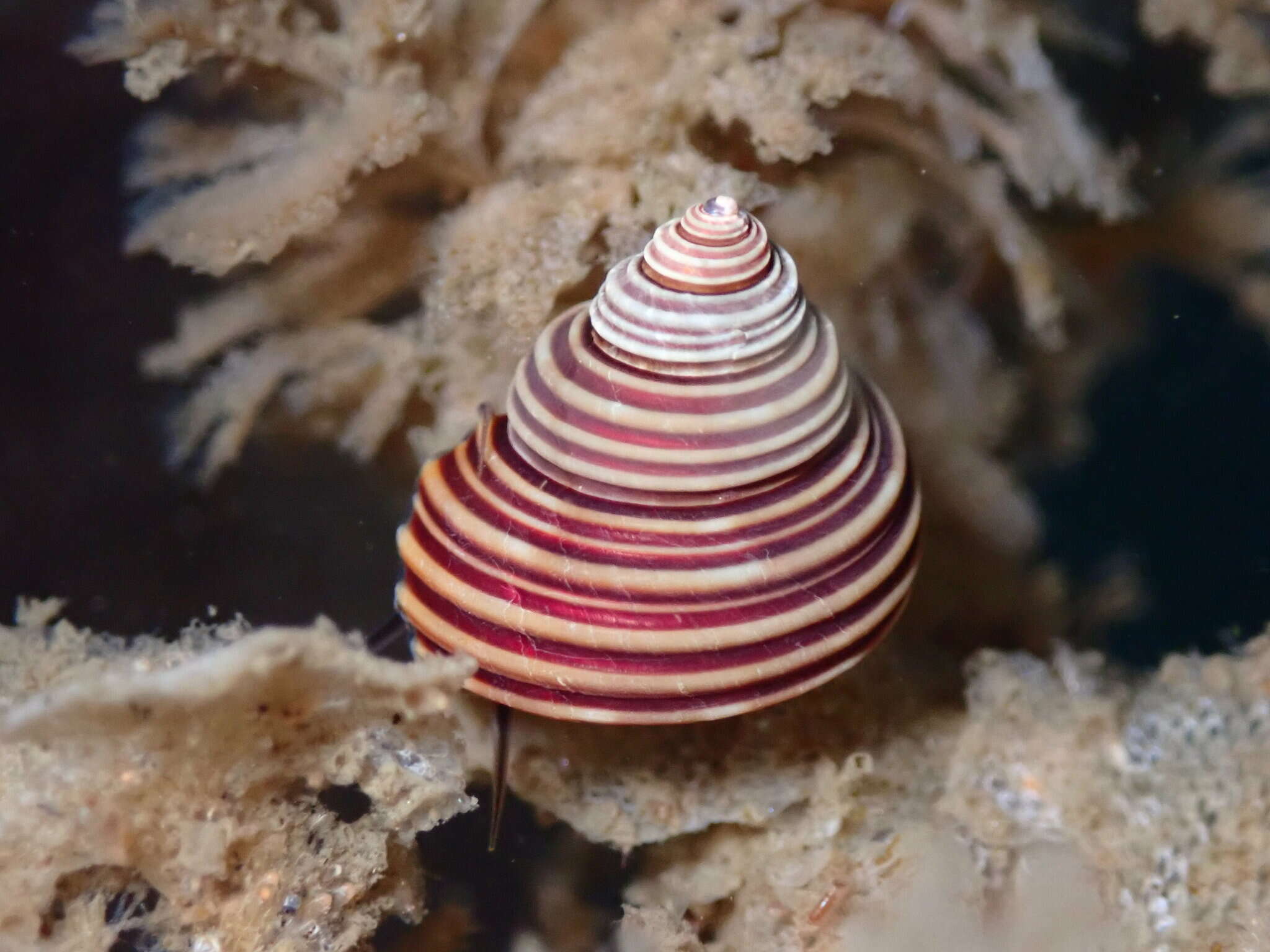 Image de Calliostoma ligatum (Gould 1849)