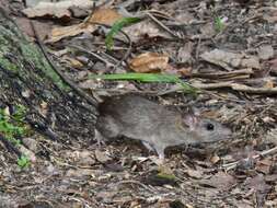 Image de Rattus tanezumi (Temminck 1845)