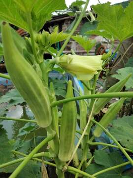 Image of okra