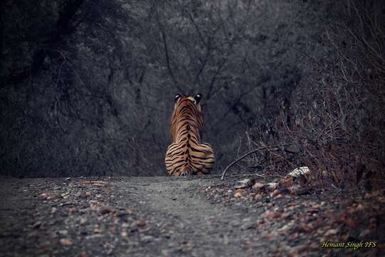 Imagem de Tigre-de-bengala