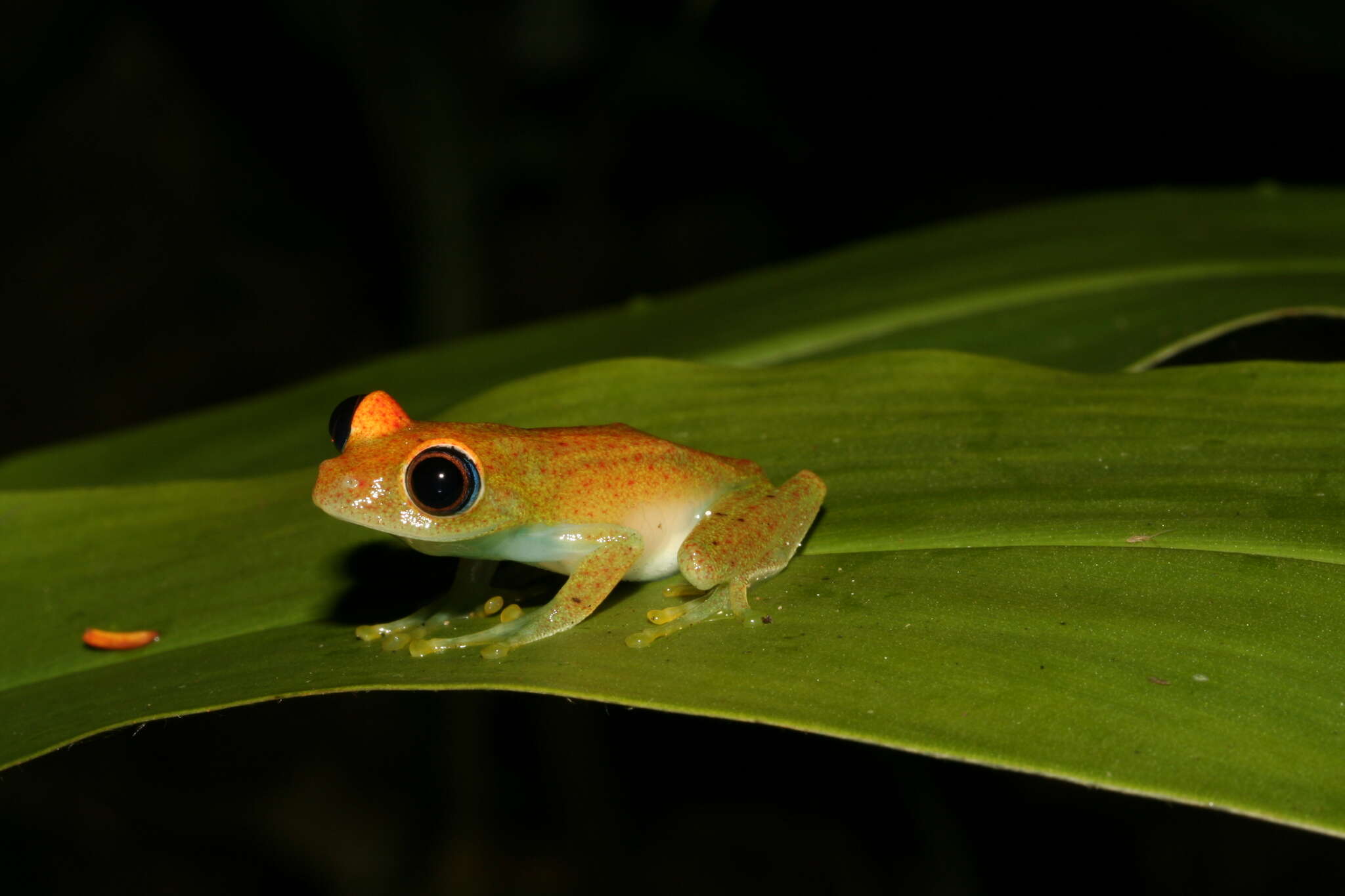 Image of Green Bright-eyed Frog