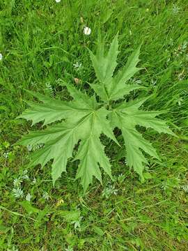 Image of Mantegazzi's Cow-Parsnip