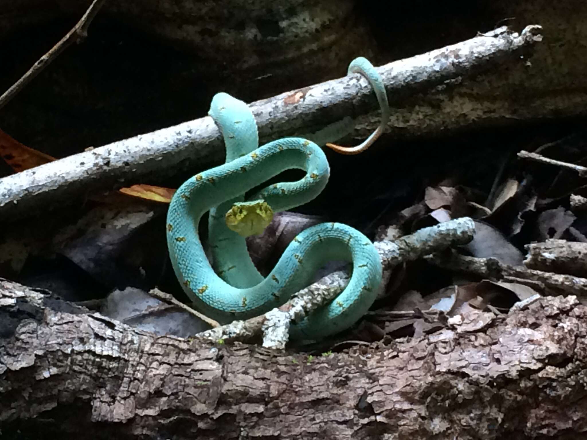 Image of Green Jararaca