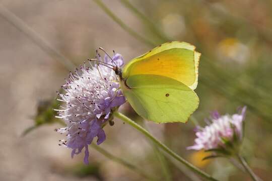 Image of Gonepteryx cleopatra (Linnaeus 1767)