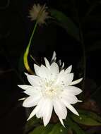 Image of Dutchman's Pipe Cactus