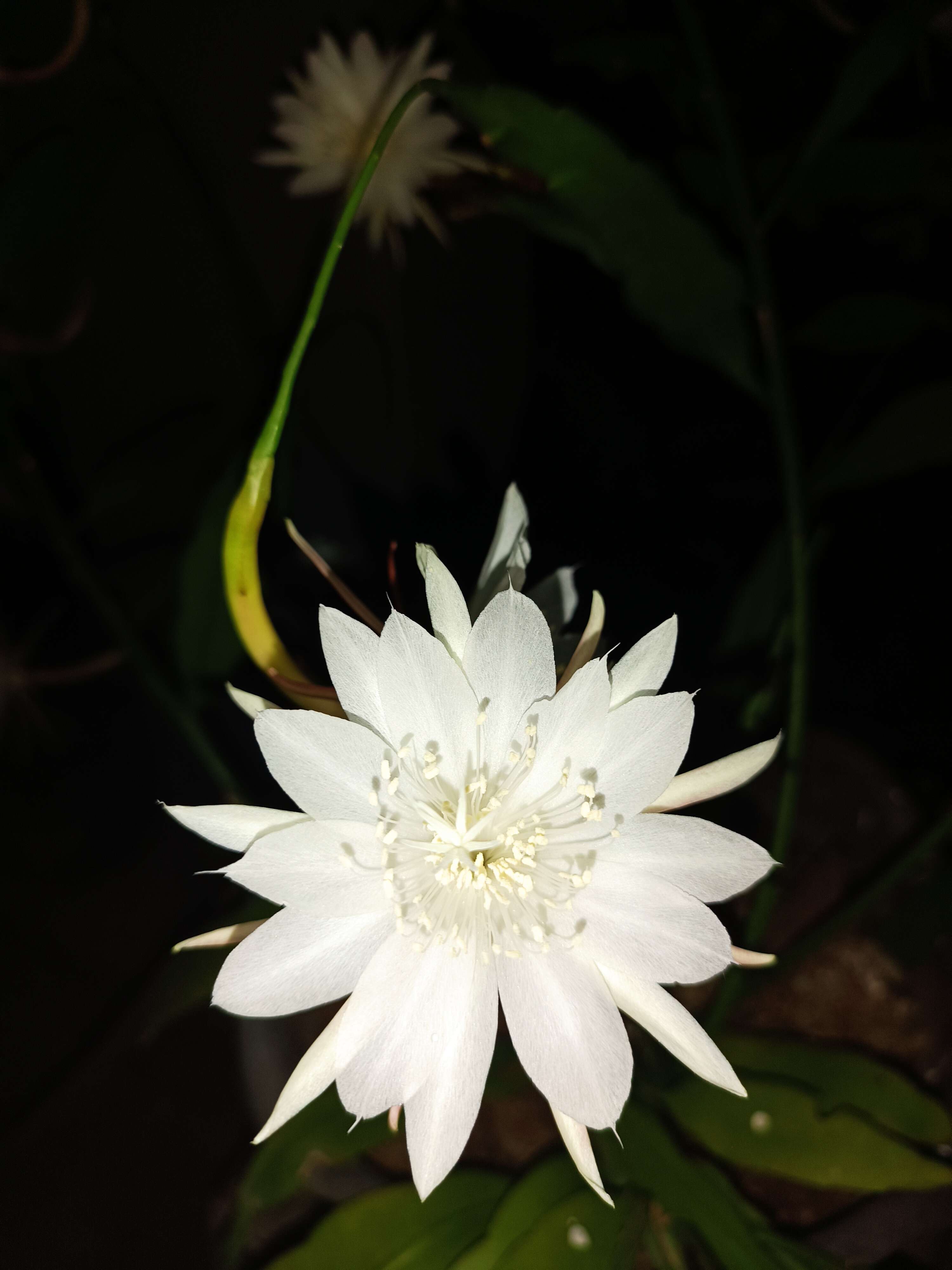 Image of Dutchman's Pipe Cactus