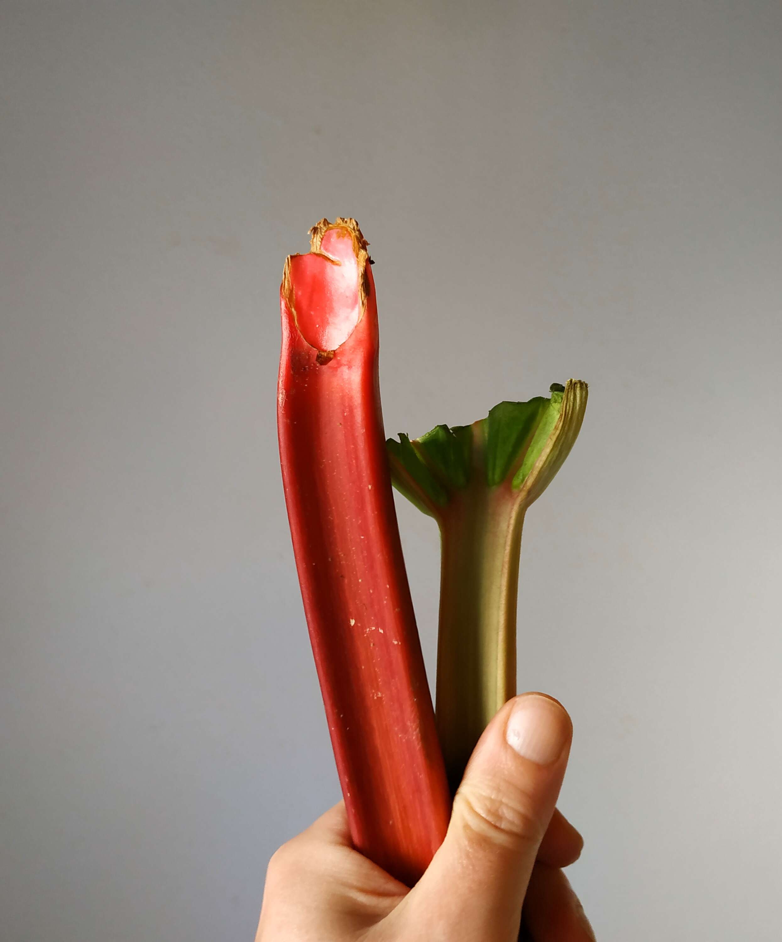 Image of garden rhubarb
