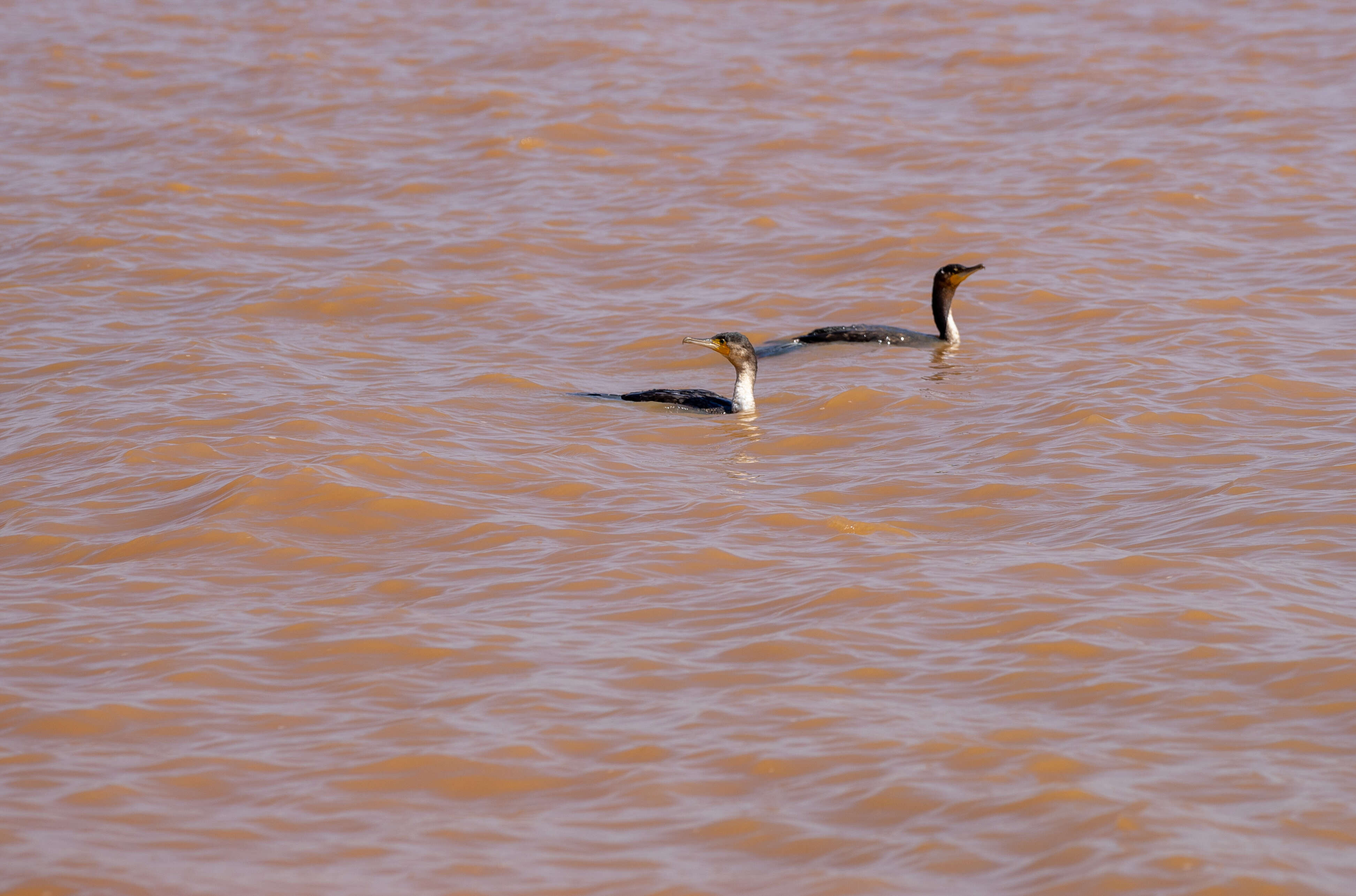 Image of White-breasted Cormorant