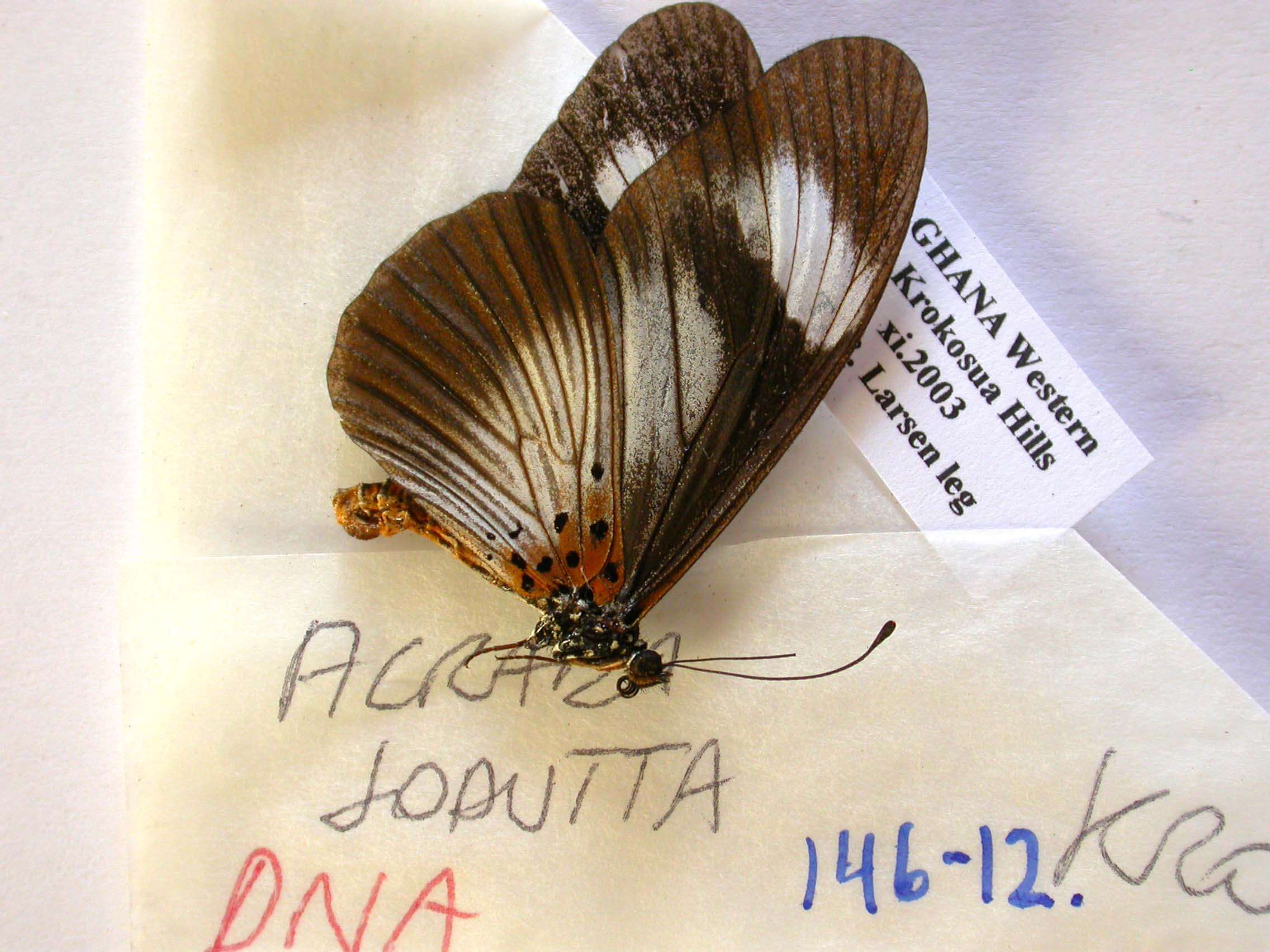 Image de Acraea jodutta Fabricius 1793