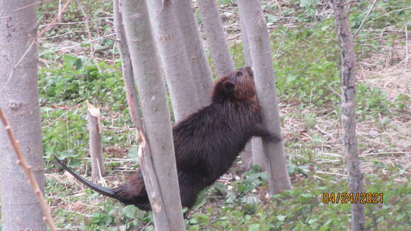 Image of beavers