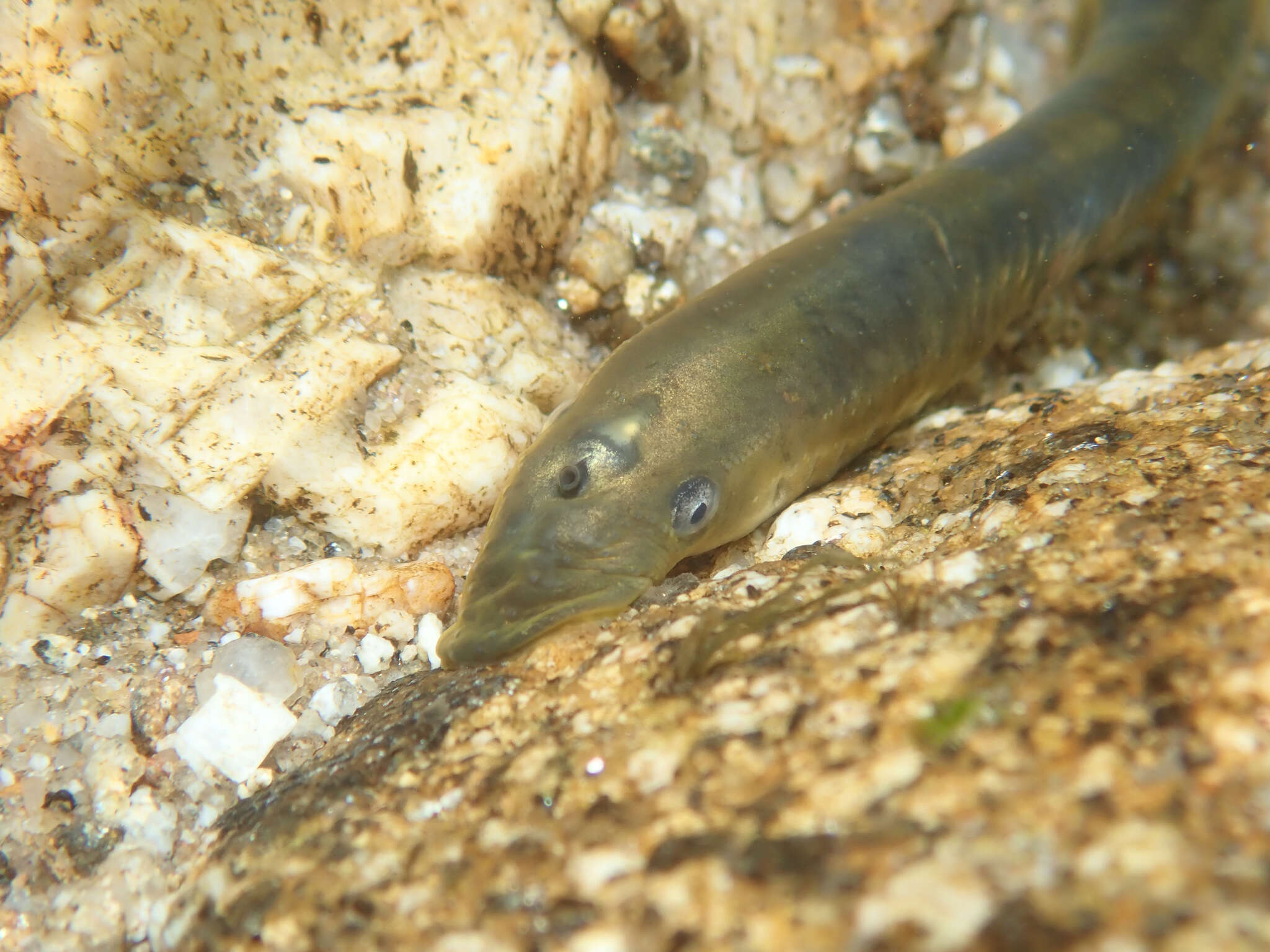 Image of European brook lamprey