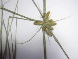 Слика од Cyperus aggregatus (Willd.) Endl.