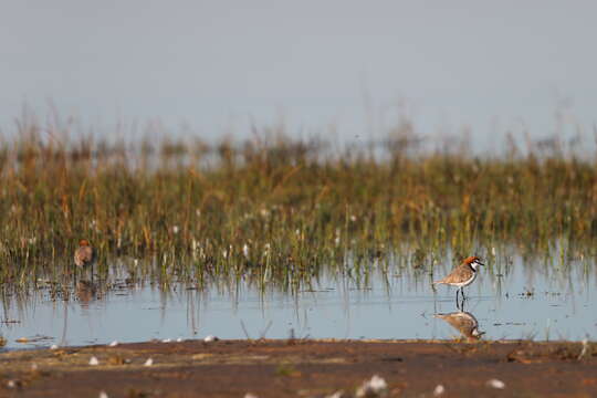 Image of Red-capped Dotterel