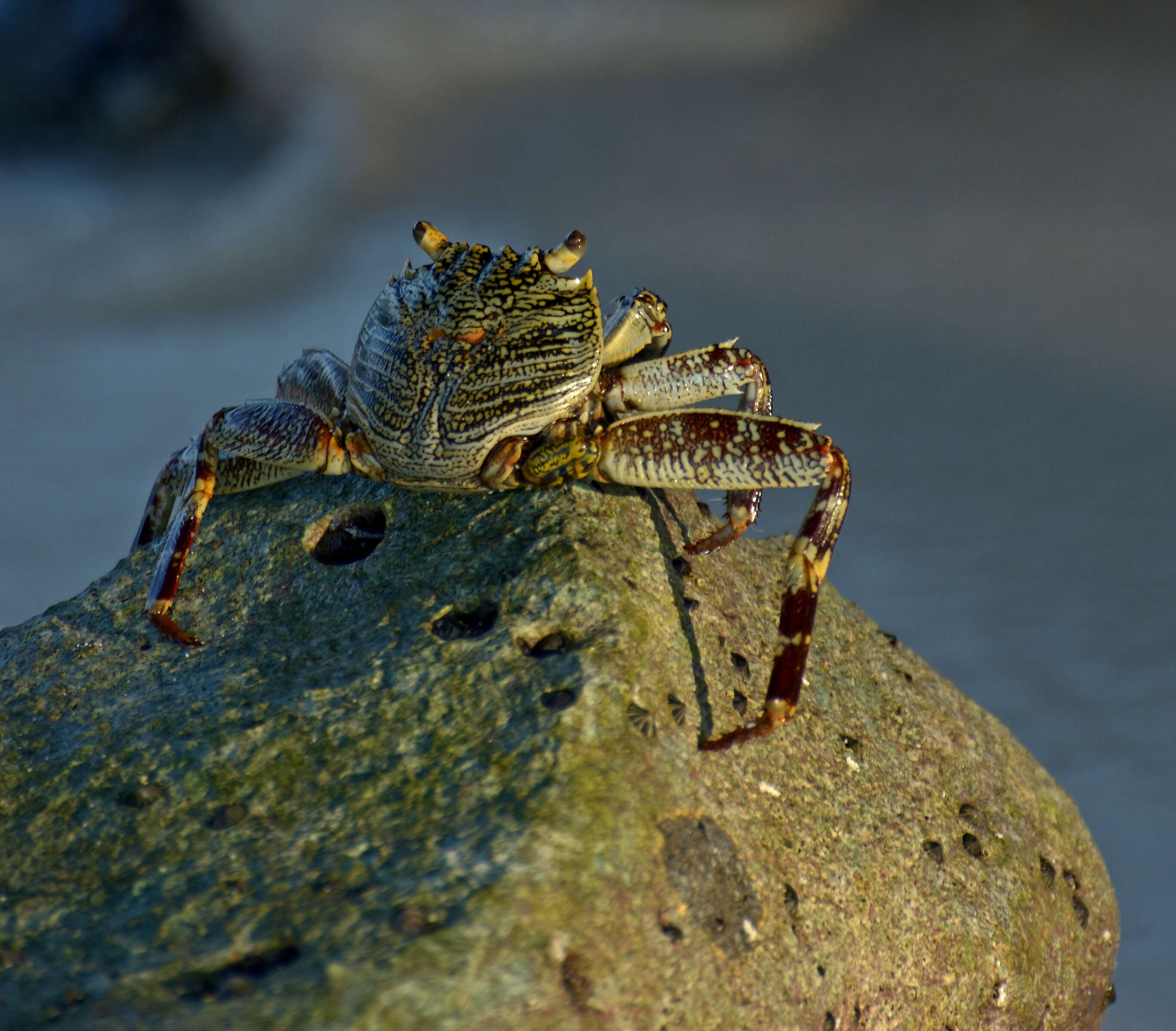 Image of Shore crab