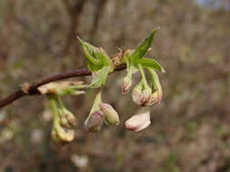 Imagem de Lonicera fragrantissima Lindl. & Paxt.