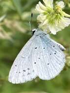 Image of holly blue