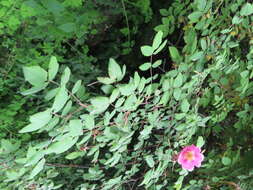 Image of Rosa macrophylla Lindl.