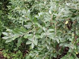 Image of silver buffaloberry