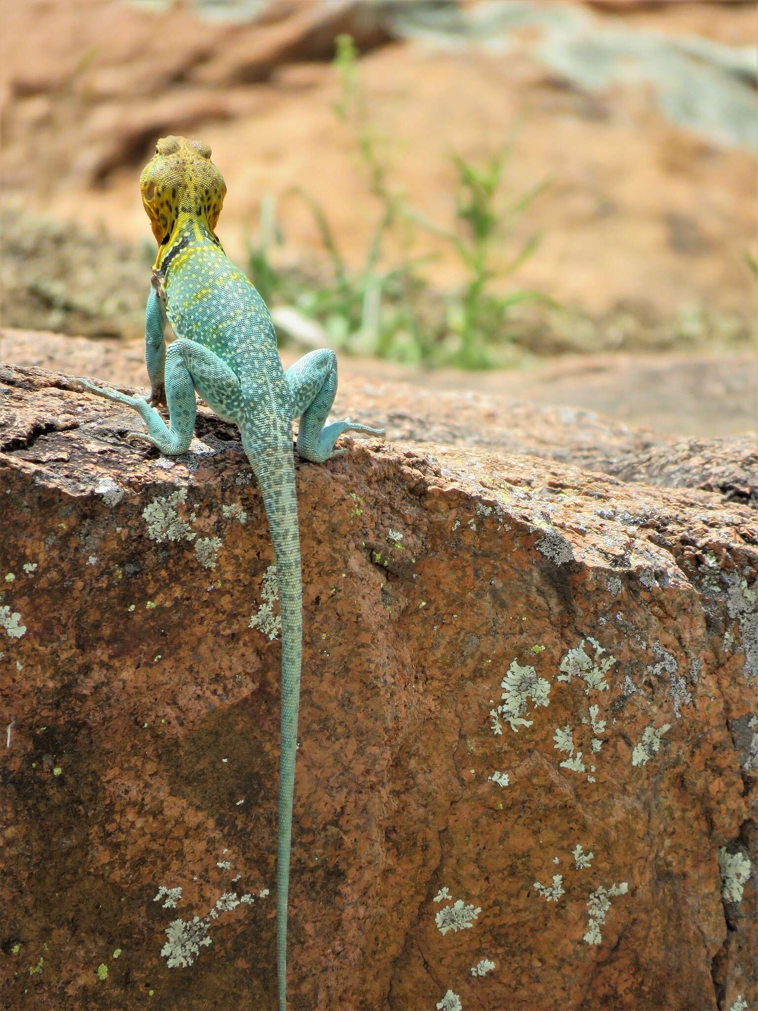 Image of Eastern Collared Lizard