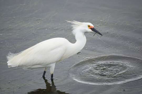 Image of Snowy Egret