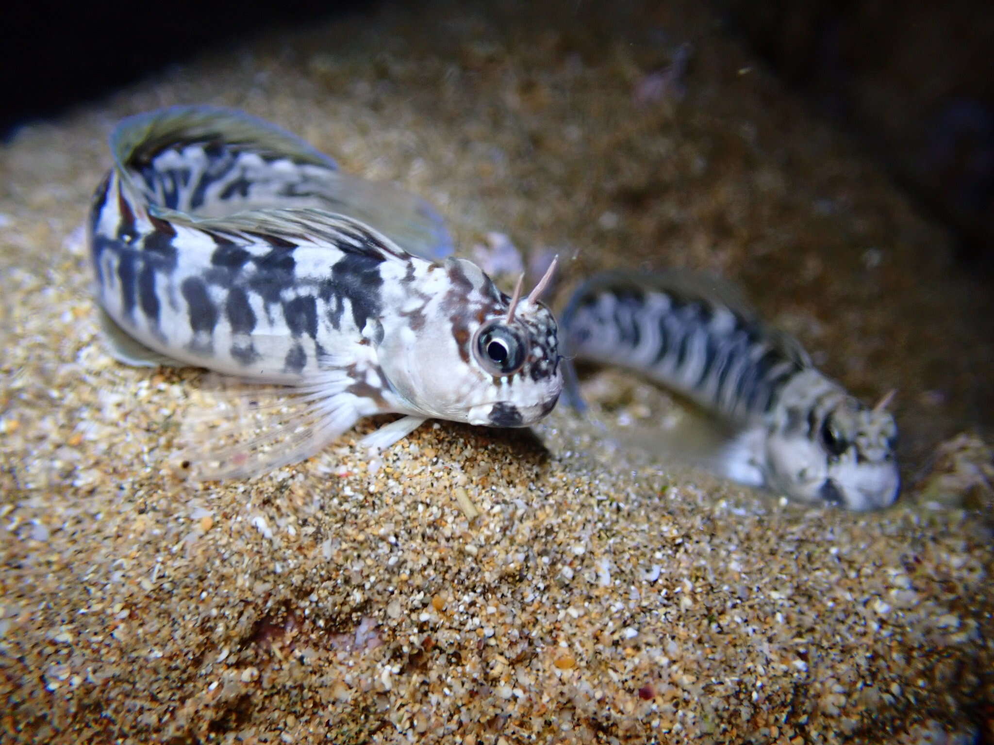 Istiblennius zebra (Vaillant & Sauvage 1875) resmi