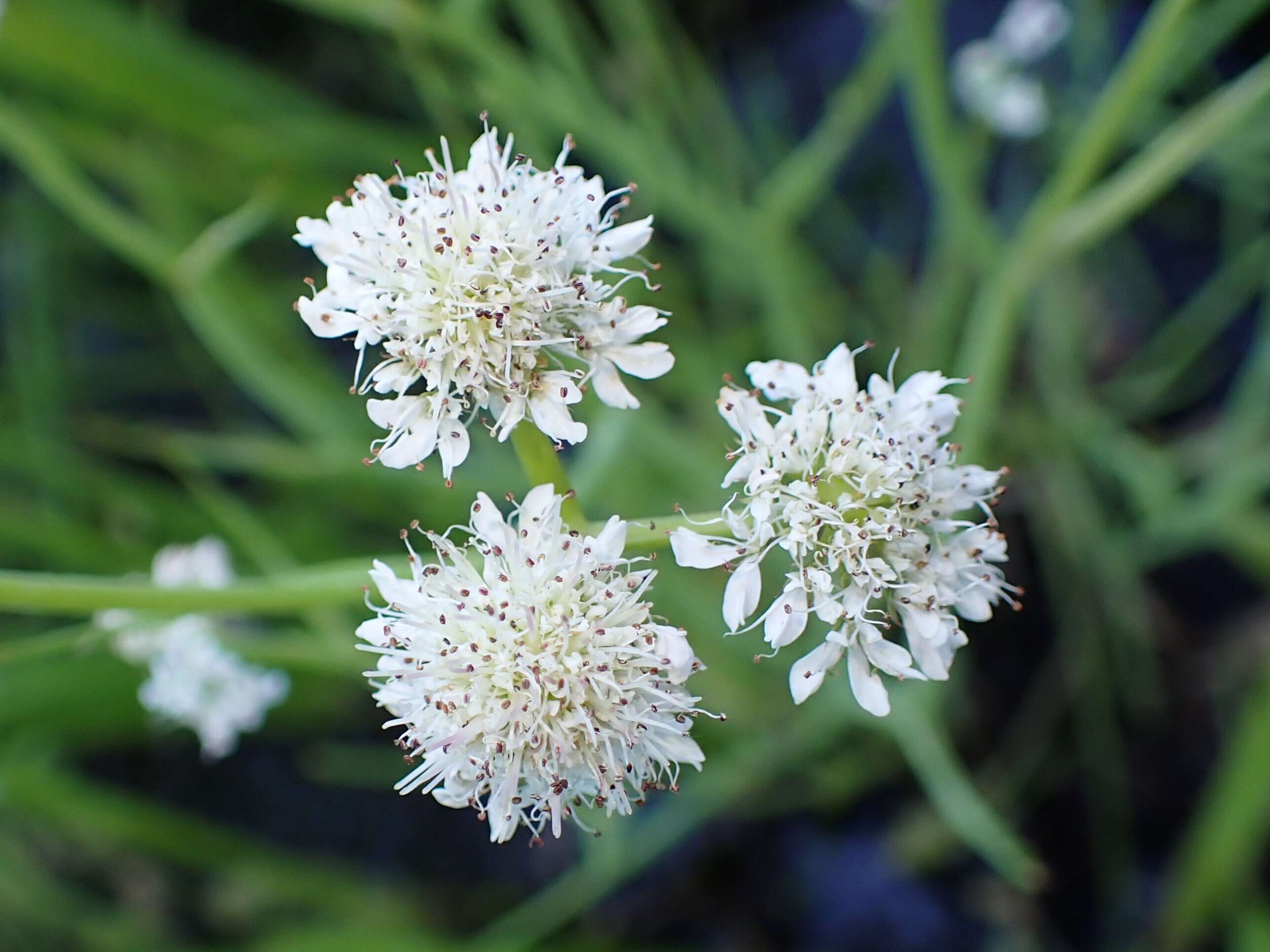 Oenanthe fistulosa L.的圖片