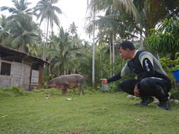 Image of Malenge Babirusa