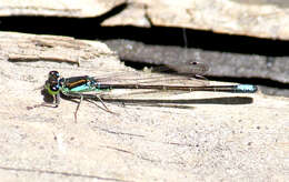 Image of Black-fronted Forktail