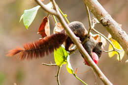 Image of Finlayson’s Squirrel