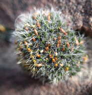 Image of pulvinate dry rock moss