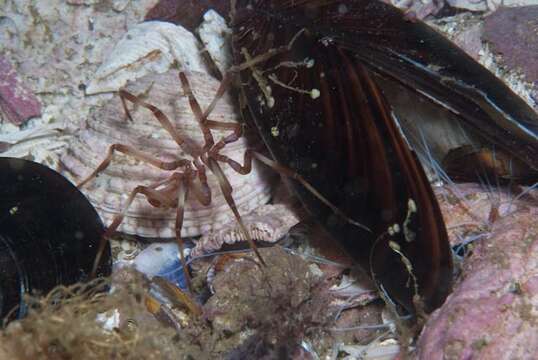 Image of sea spider