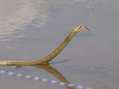 Image of Japanese striped snake