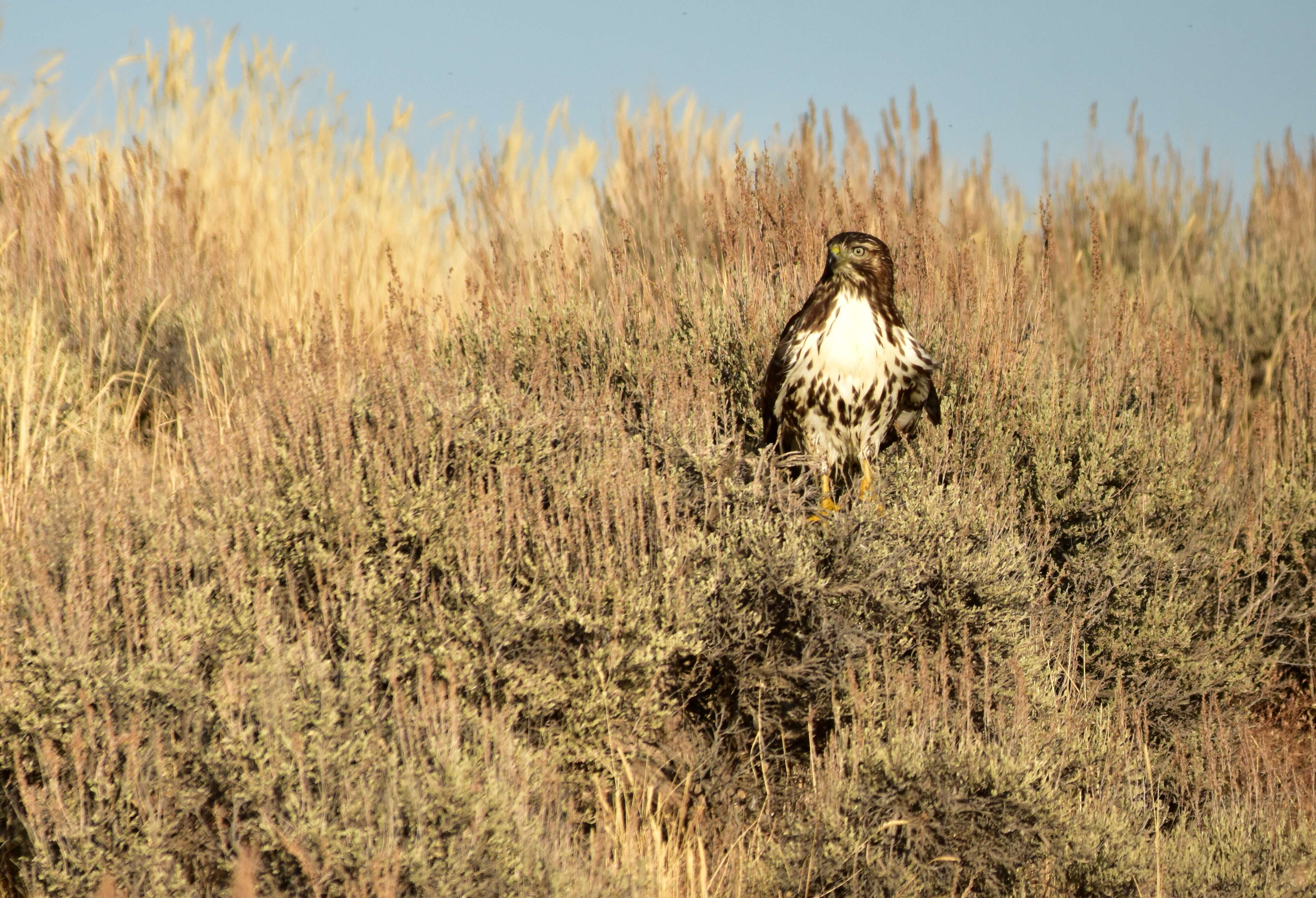 Image of Red-tailed Hawk