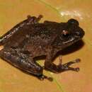 Image of Raorchestes ravii Zachariah, Dinesh, Kunhikrishnan, Das, Raju, Radhakrishnan, Palot & Kalesh 2011